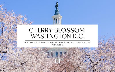 Cherry Blossom Washington D.C.