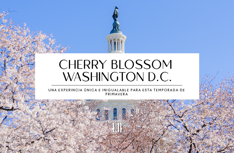 Cherry Blossom Washington D.C.